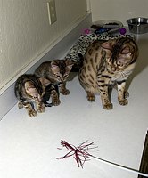 SierraGold Bengals, Gwenivere, Merlin and Lancelot<br>